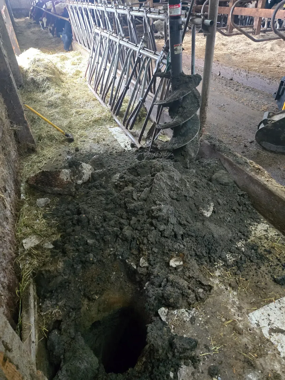 Auger attachment drilling a new post hole inside an active dairy barn in Colby, WI