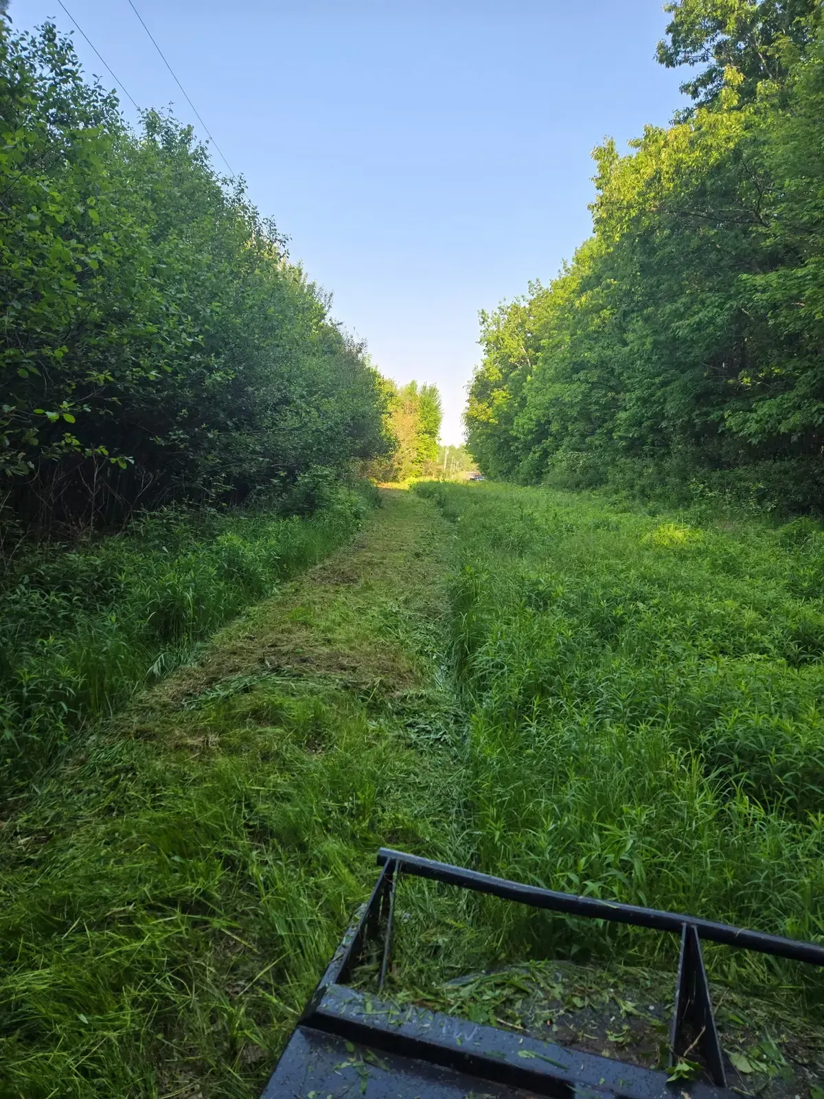 Skid steer brush cutter mowing a path through tall overgrown grass along a wooded corridor near Marshfield, WI