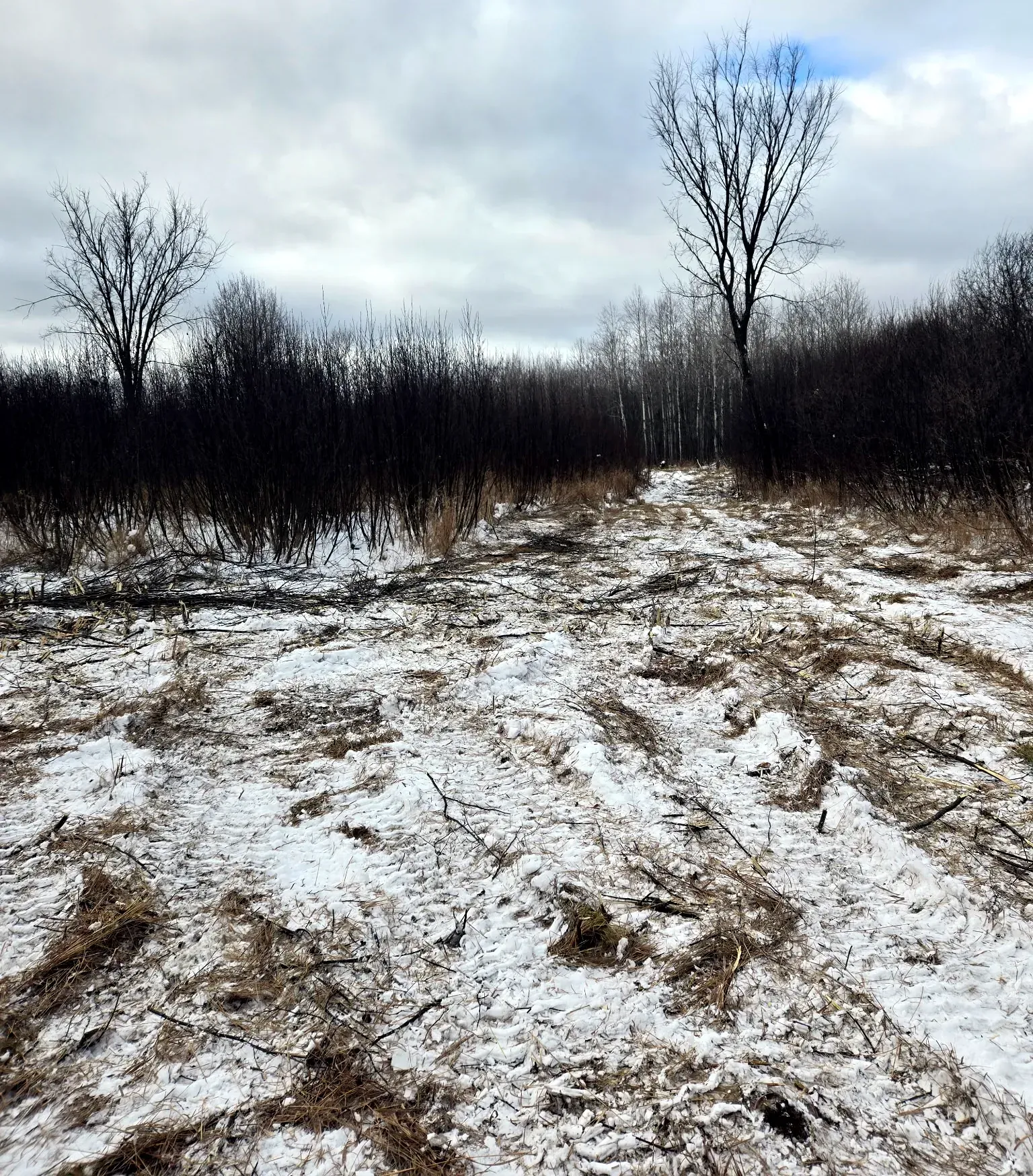 Wide lane brush hogged through thick alder and grass, with cut stems scattered across the snow in Phillips, WI