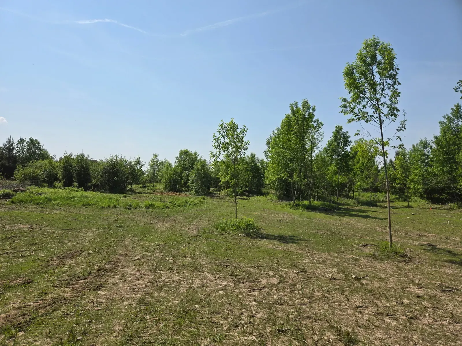 Young hardwood trees preserved in an underbrush-free lot after selective land clearing near Marshfield, WI