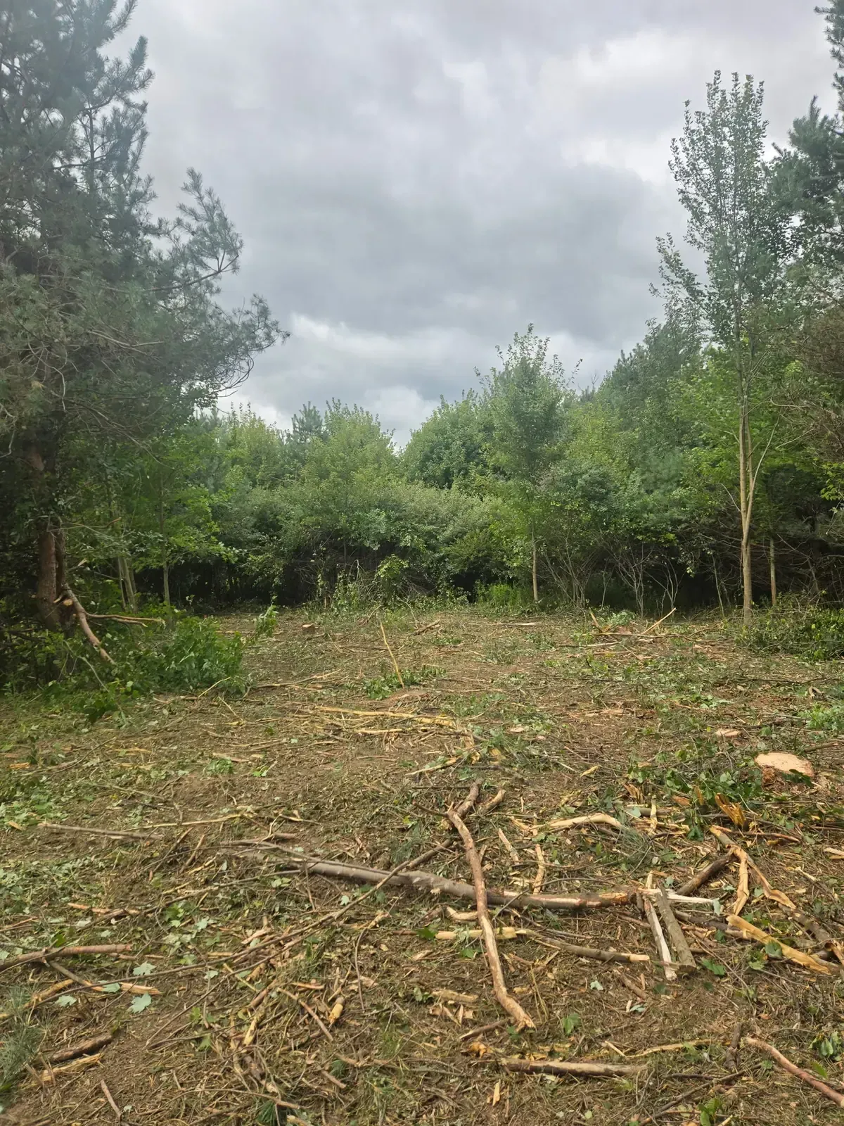 Wooded lot cleared of brush and small trees, ready for septic mound construction near Marshfield, WI