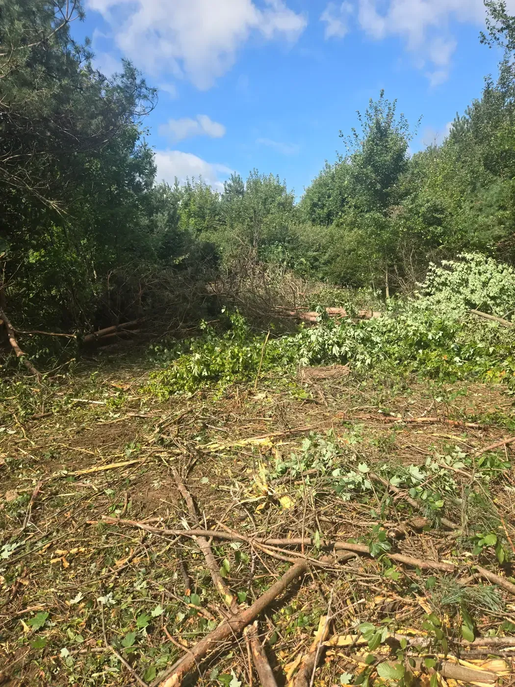 Felled pines and cut brush across a wooded lot being cleared for a septic mound near Marshfield, WI