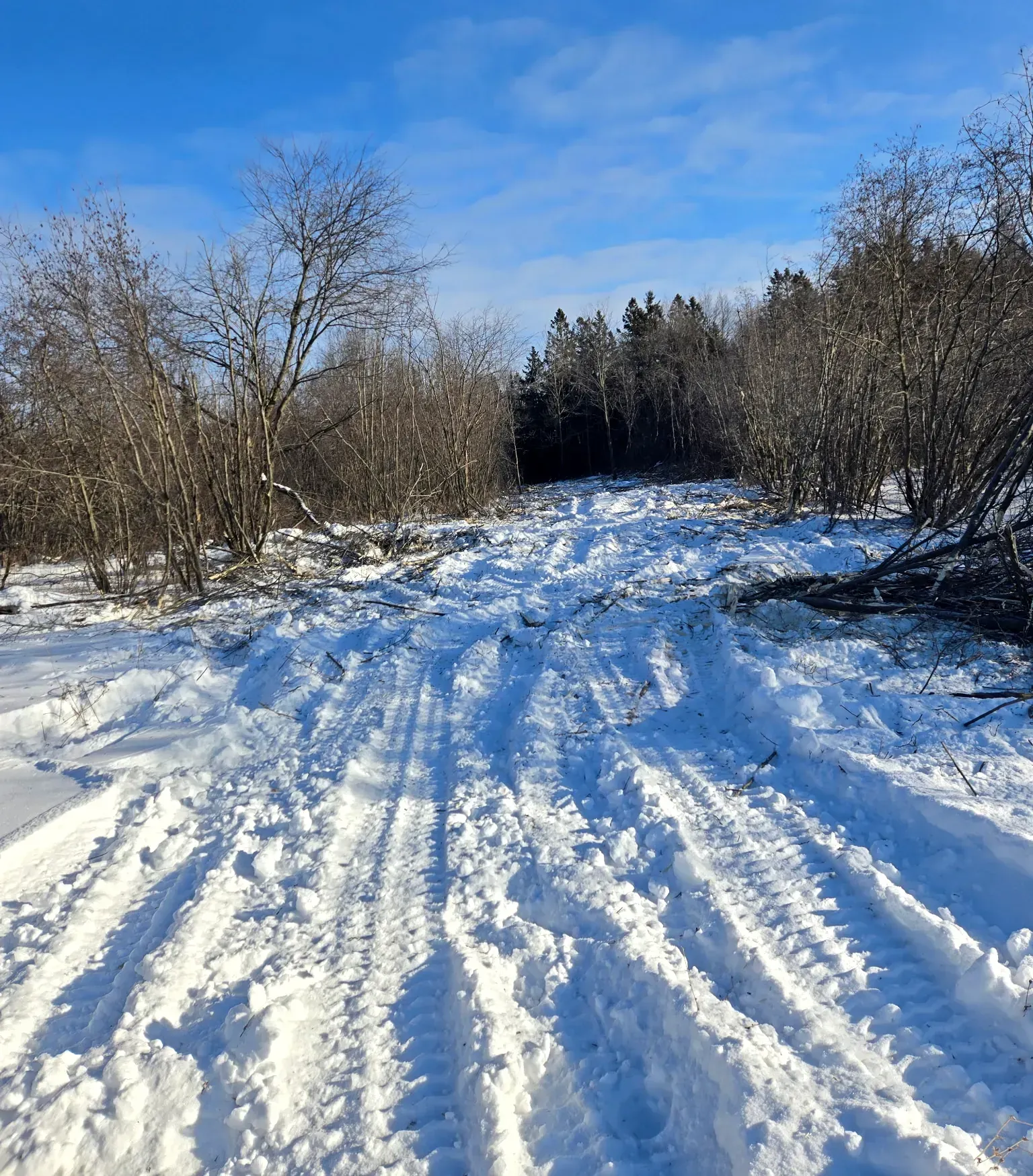 Wide trail cut through alder brush by a forestry mulcher, with shredded stems and track marks in the snow in Rib Lake, WI