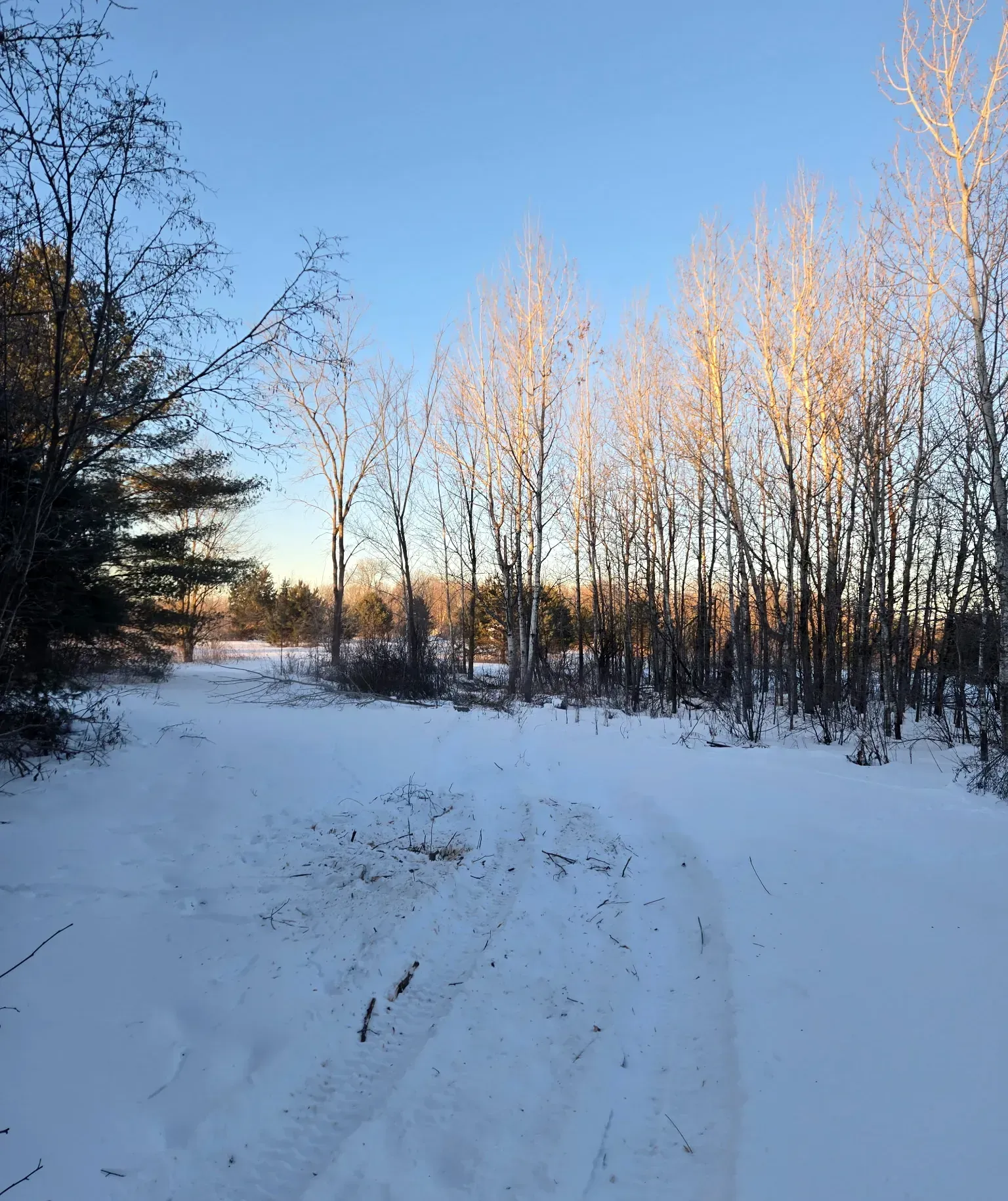 Forestry-mulched trail curving through aspen and pine woods at golden hour in winter in Rib Lake, WI