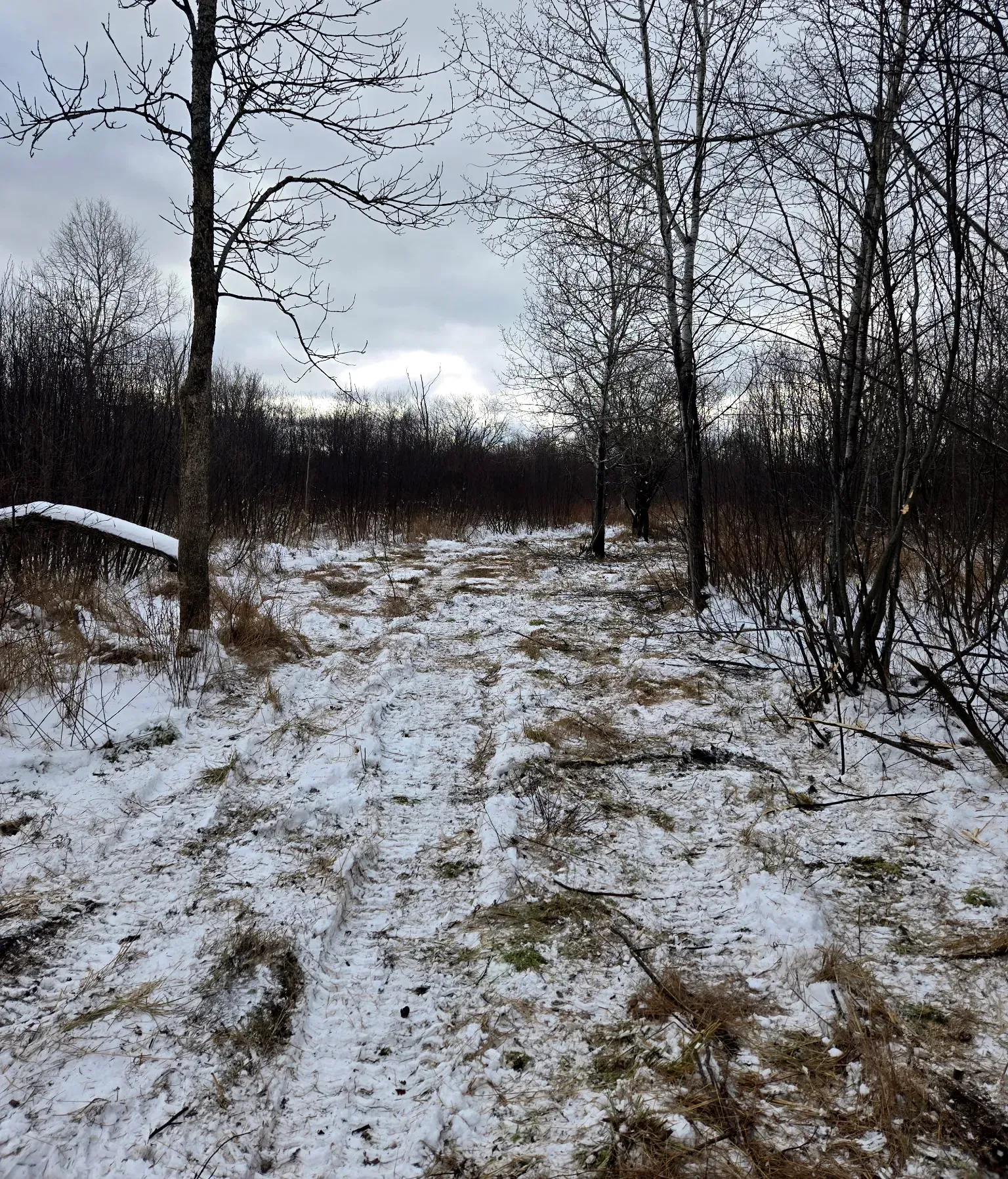 Forestry-mulched trail cleared through brush and young trees in snowy winter woods in Phillips, WI