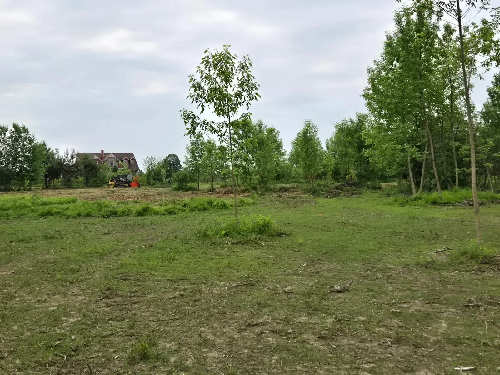 Tracked skid steer with an orange forestry mulcher head clearing brush across an open field, young hardwoods left standing, near Marshfield, WI