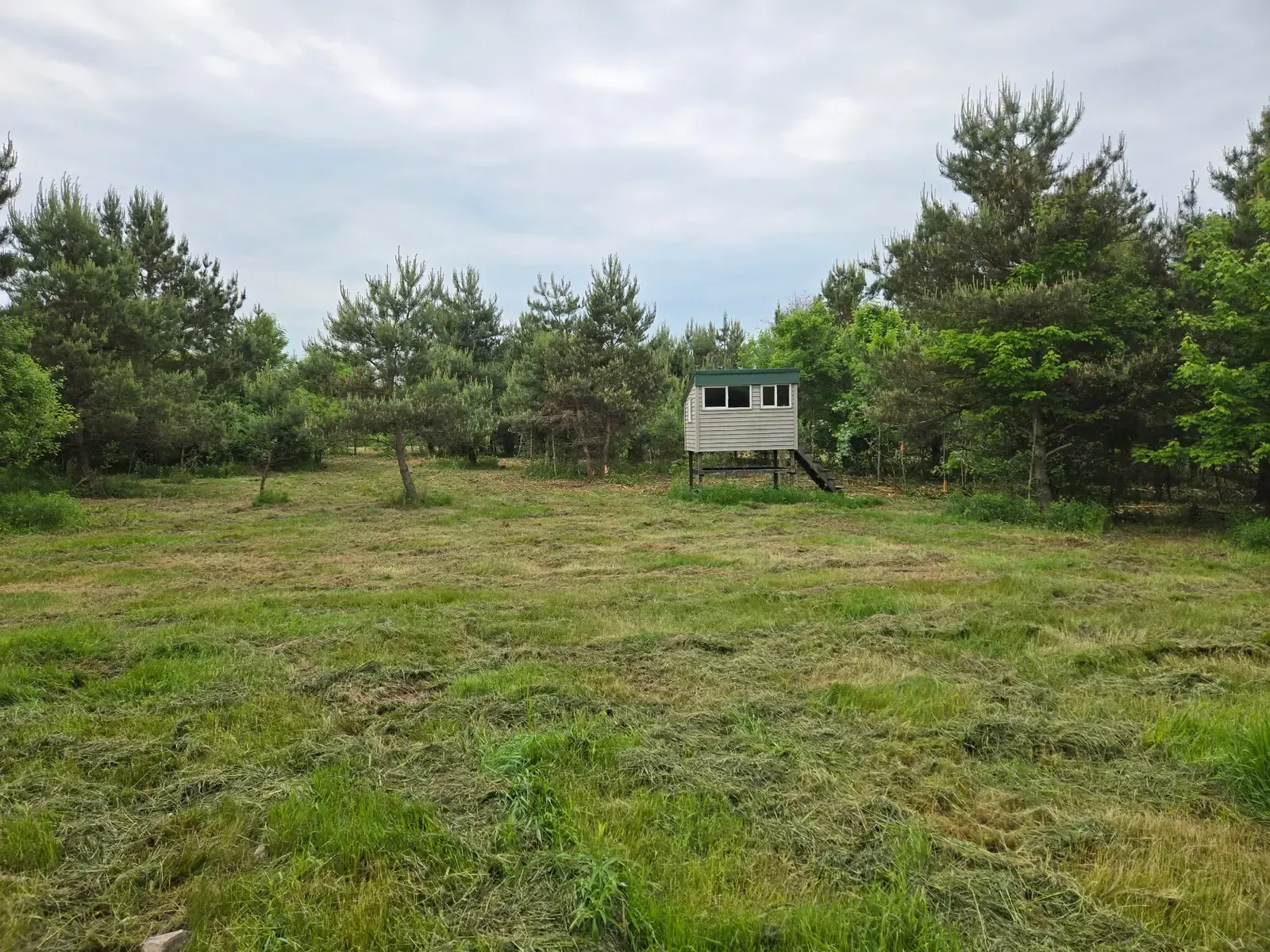 Mowed field opening in front of an elevated hunting blind surrounded by pines on a Marshfield, WI area property