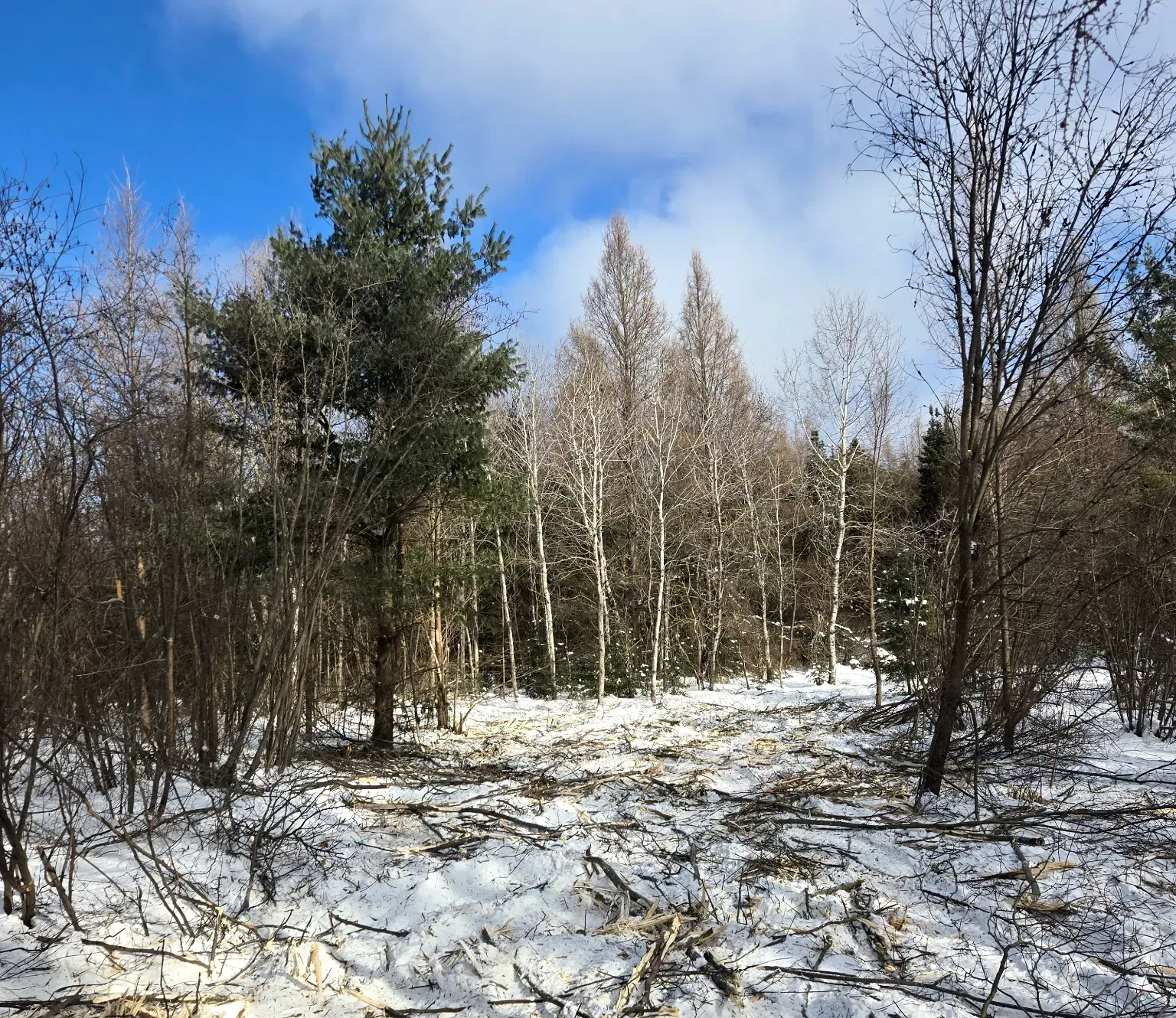 Mulched brush and shredded saplings scattered across snow after selective clearing around pine and birch trees in Rib Lake, WI