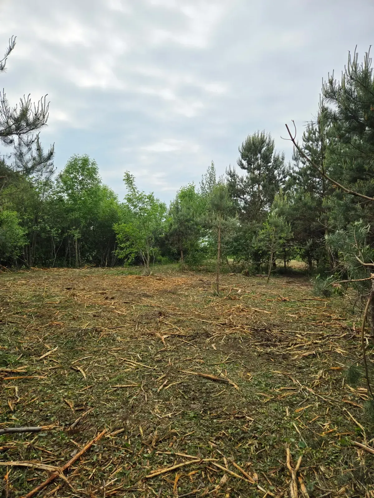 Ground covered in shredded wood mulch beneath a pine stand after forestry mulching cleared the underbrush near Marshfield, WI