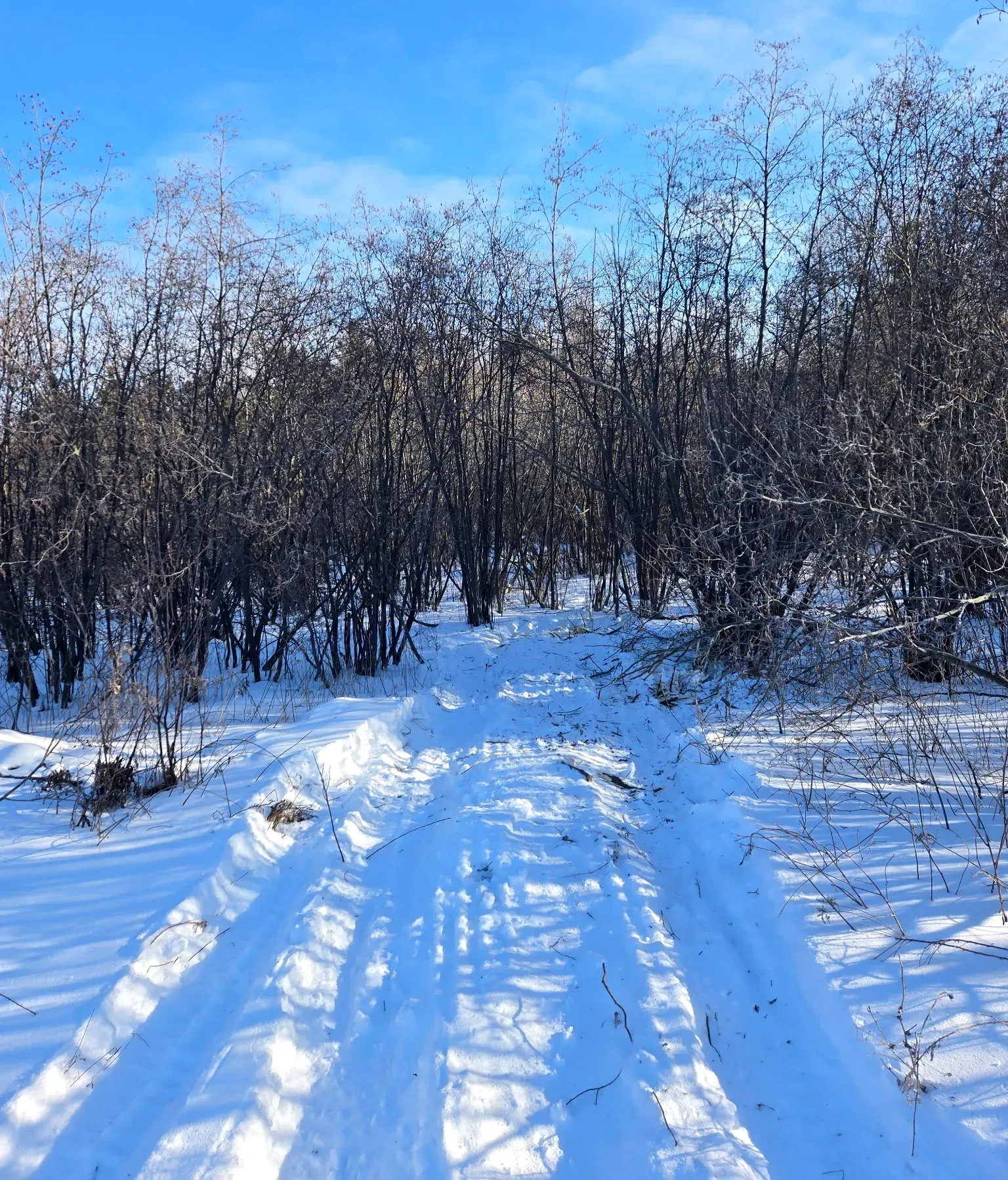 Freshly mulched trail with track marks cutting into a dense stand of alder brush in Rib Lake, WI