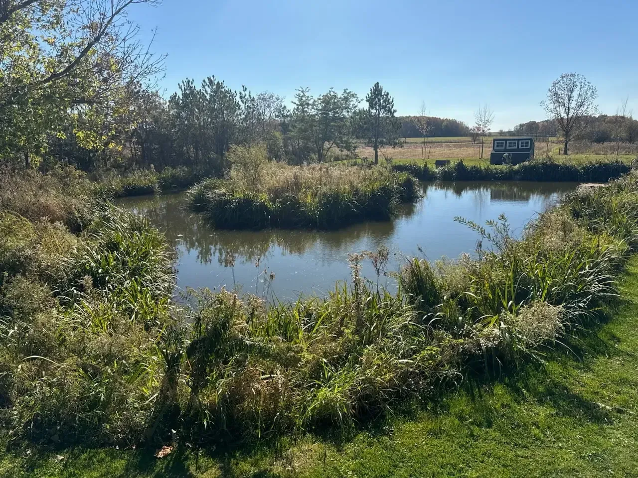 Small farm pond choked with cattails, tall grasses, and a vegetation island before restoration near Marshfield, WI