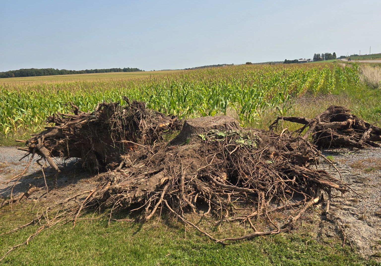 Large pulled tree stumps with full root systems piled at the field edge for removal in Dorchester, WI