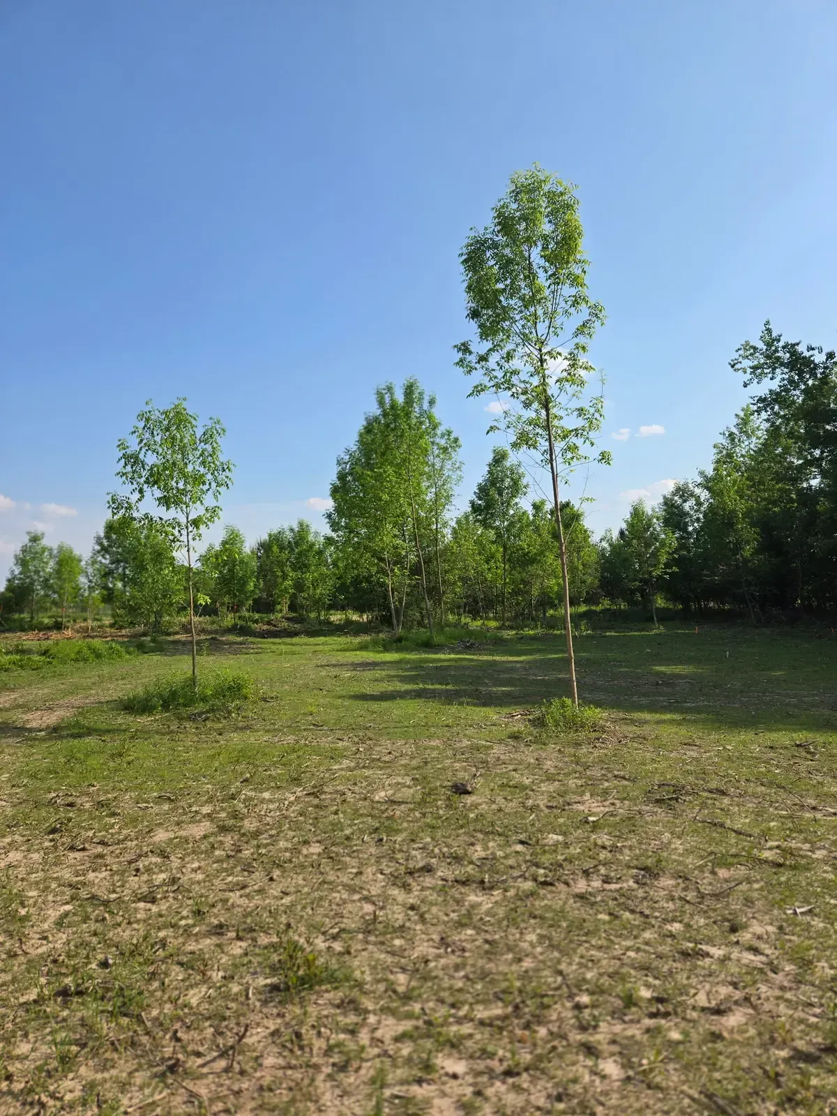 Wide view of a lot cleared of brush with selected young trees kept standing along the wooded edge near Marshfield, WI