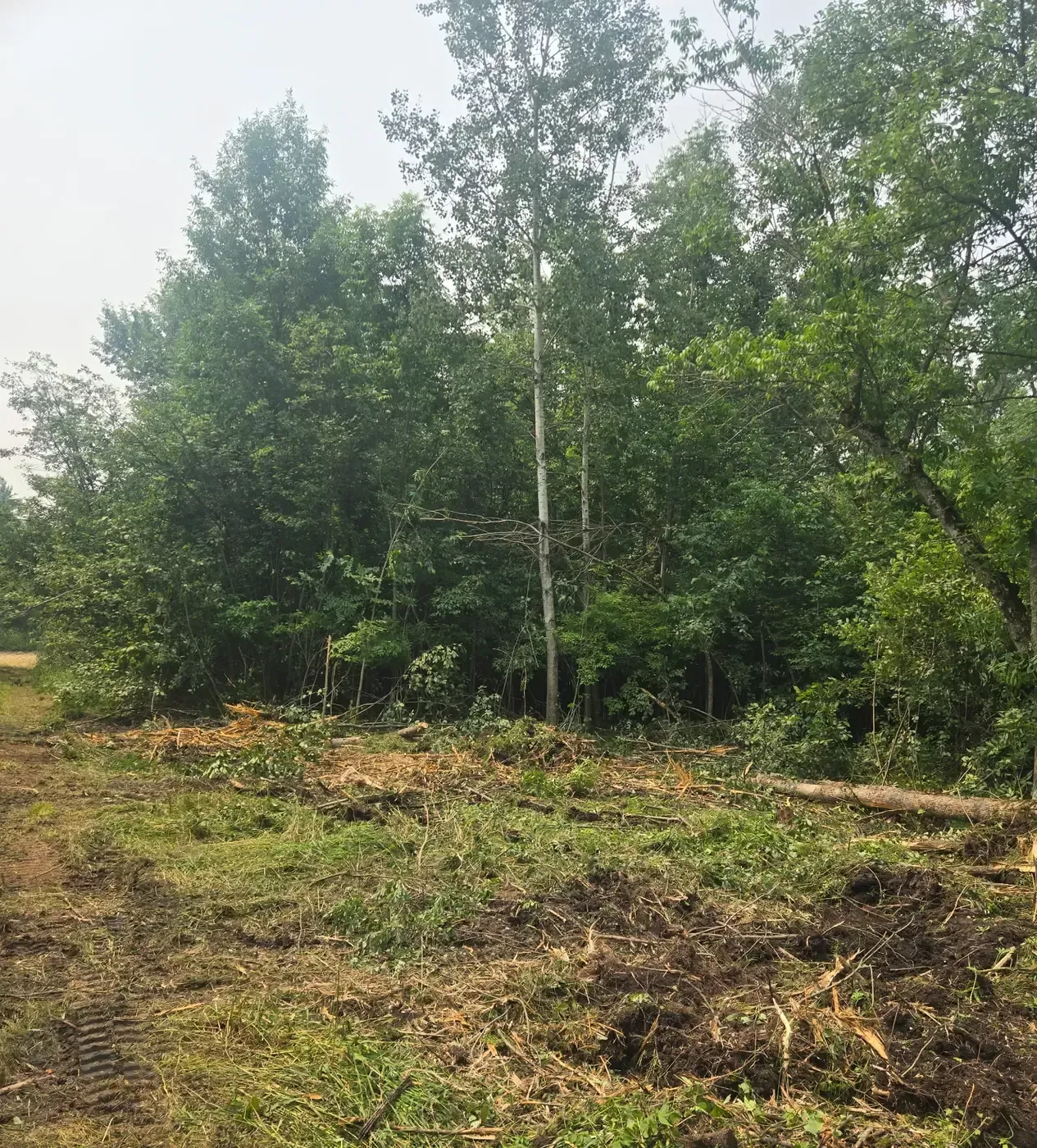 Brush and saplings cleared along a wooded edge for a shooting lane in Abbotsford, WI