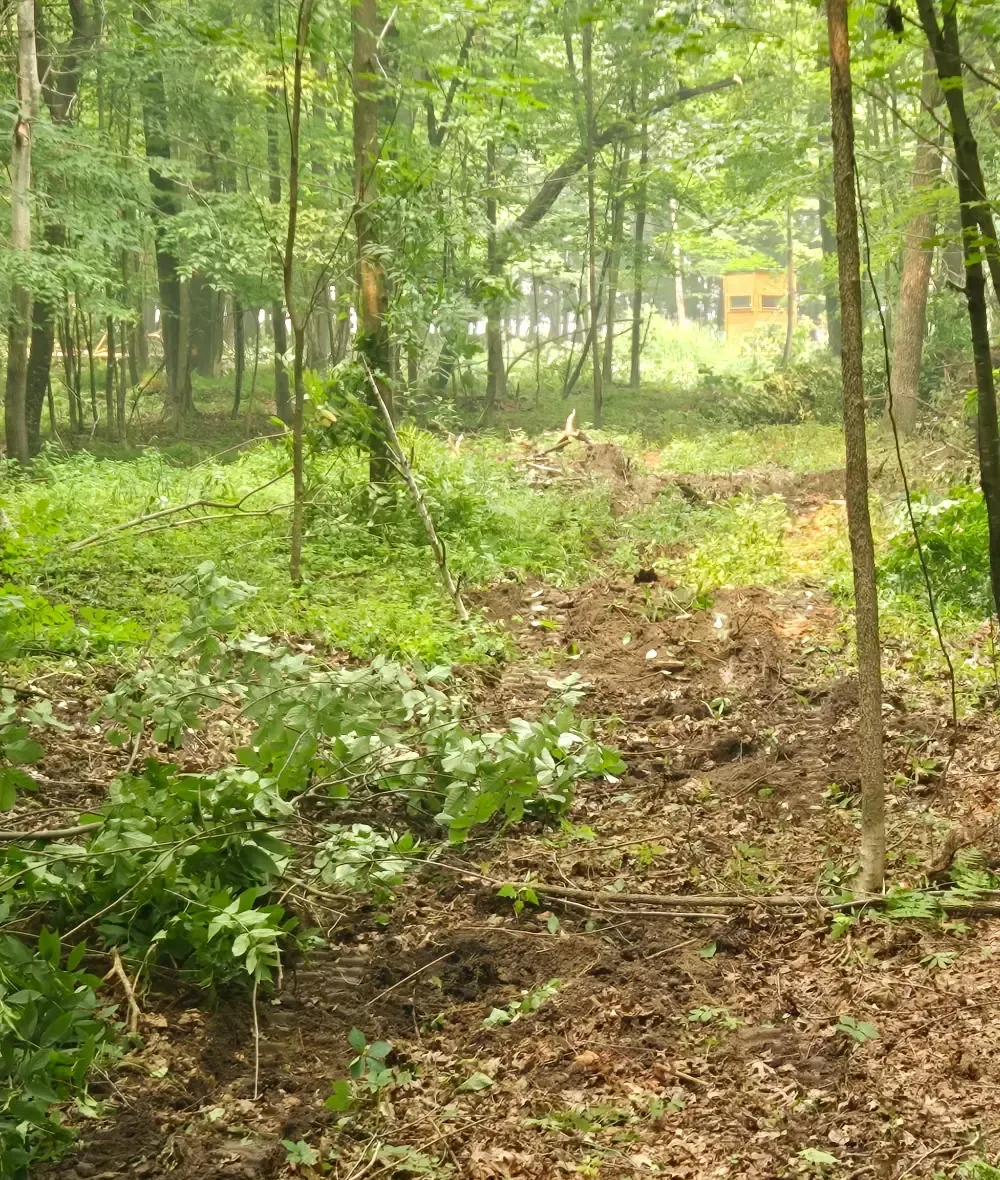 Cleared shooting lane leading to a box deer stand in a wooded hunting property near Abbotsford, WI