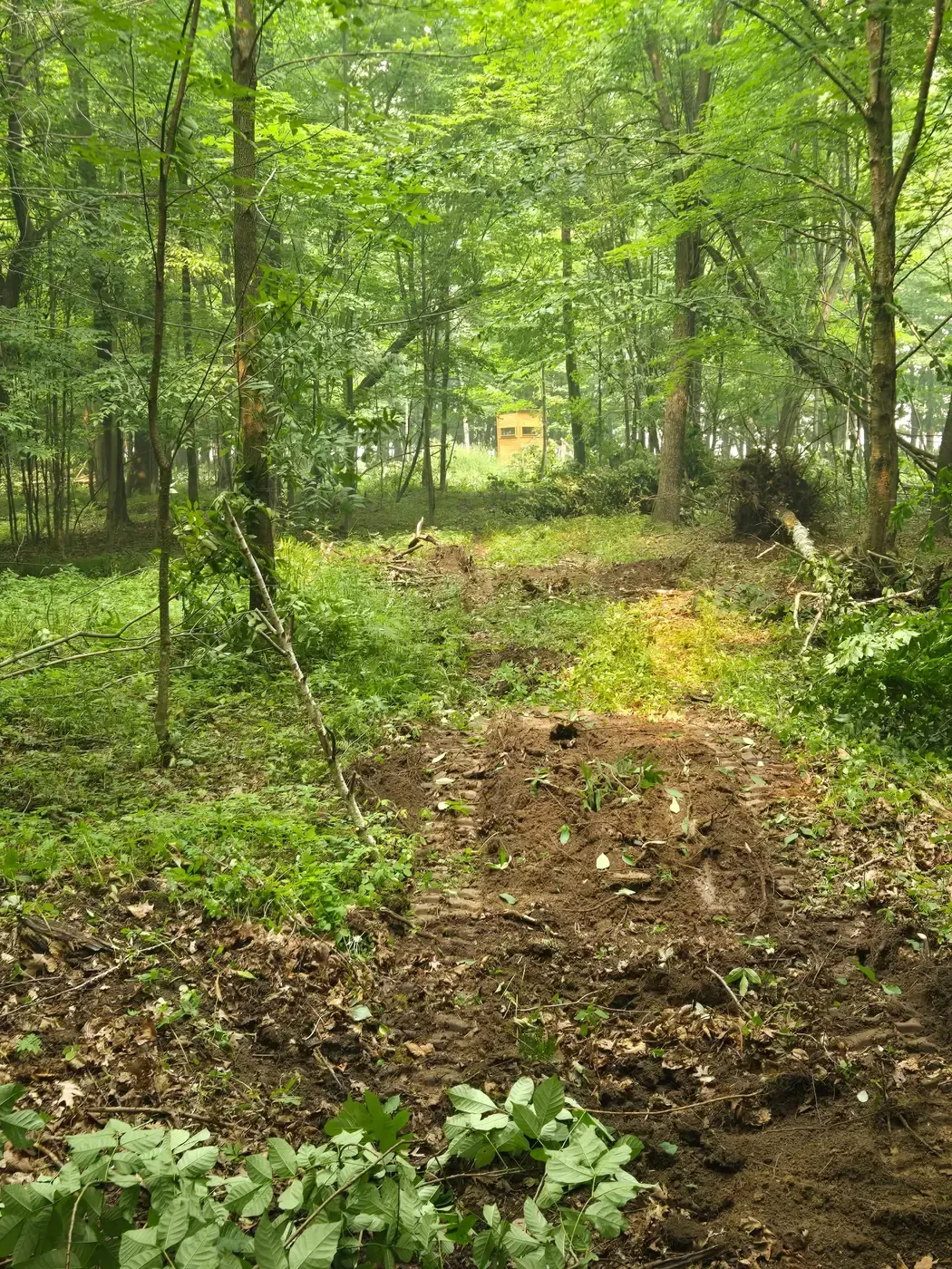 Freshly cleared shooting lane cut through hardwoods toward a hunting blind in Abbotsford, WI