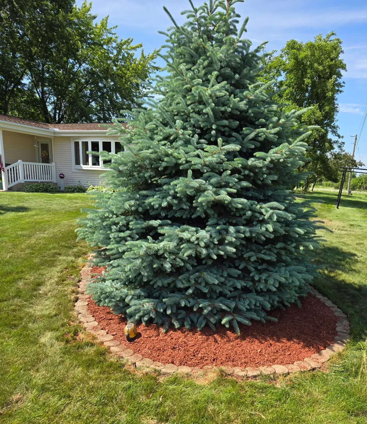 Blue spruce surrounded by a fresh red mulch ring and reset concrete block edging in a residential yard in Spencer, WI