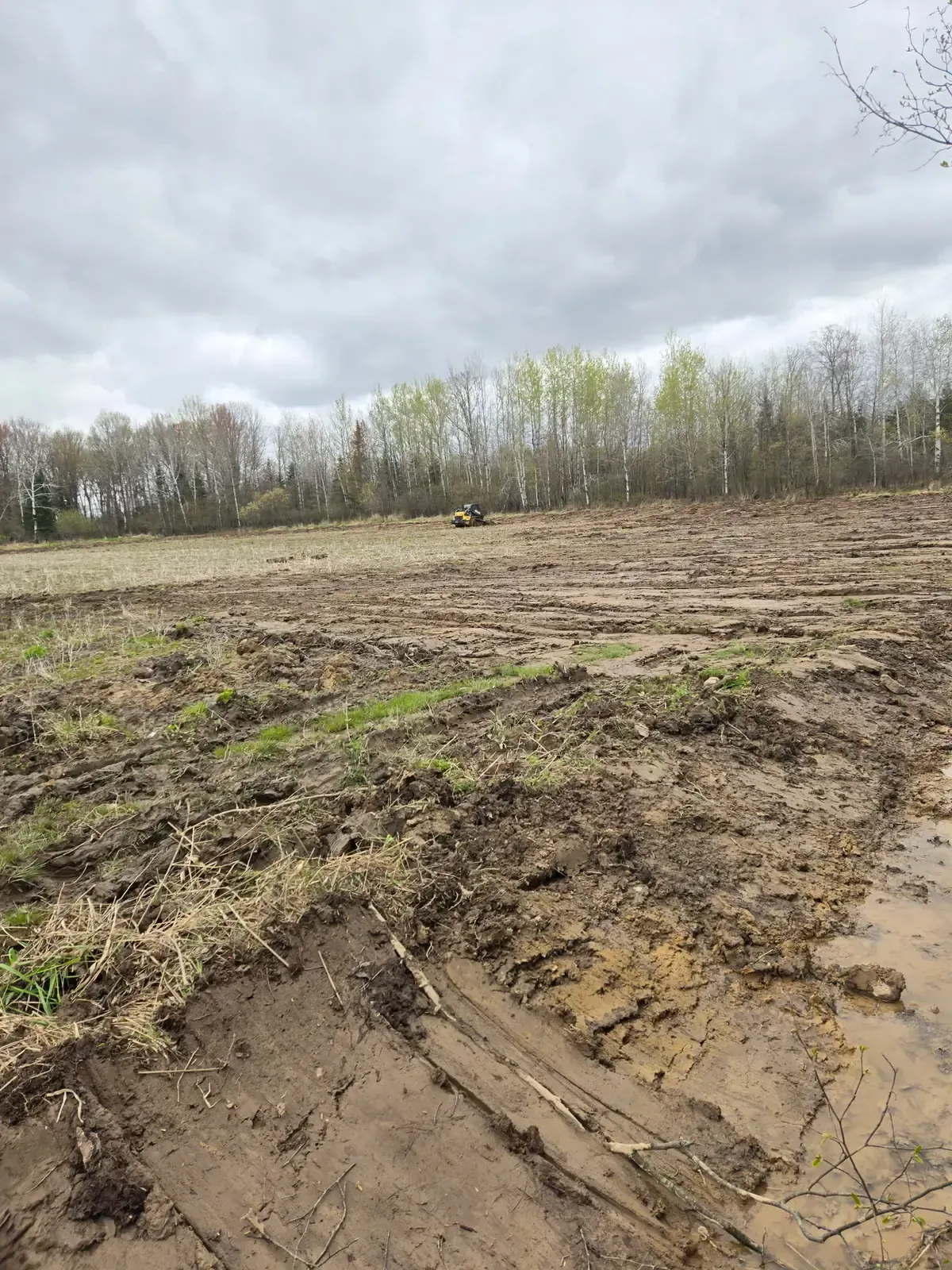 Compact track loader preparing a food plot next to a birch tree line in Colby, WI