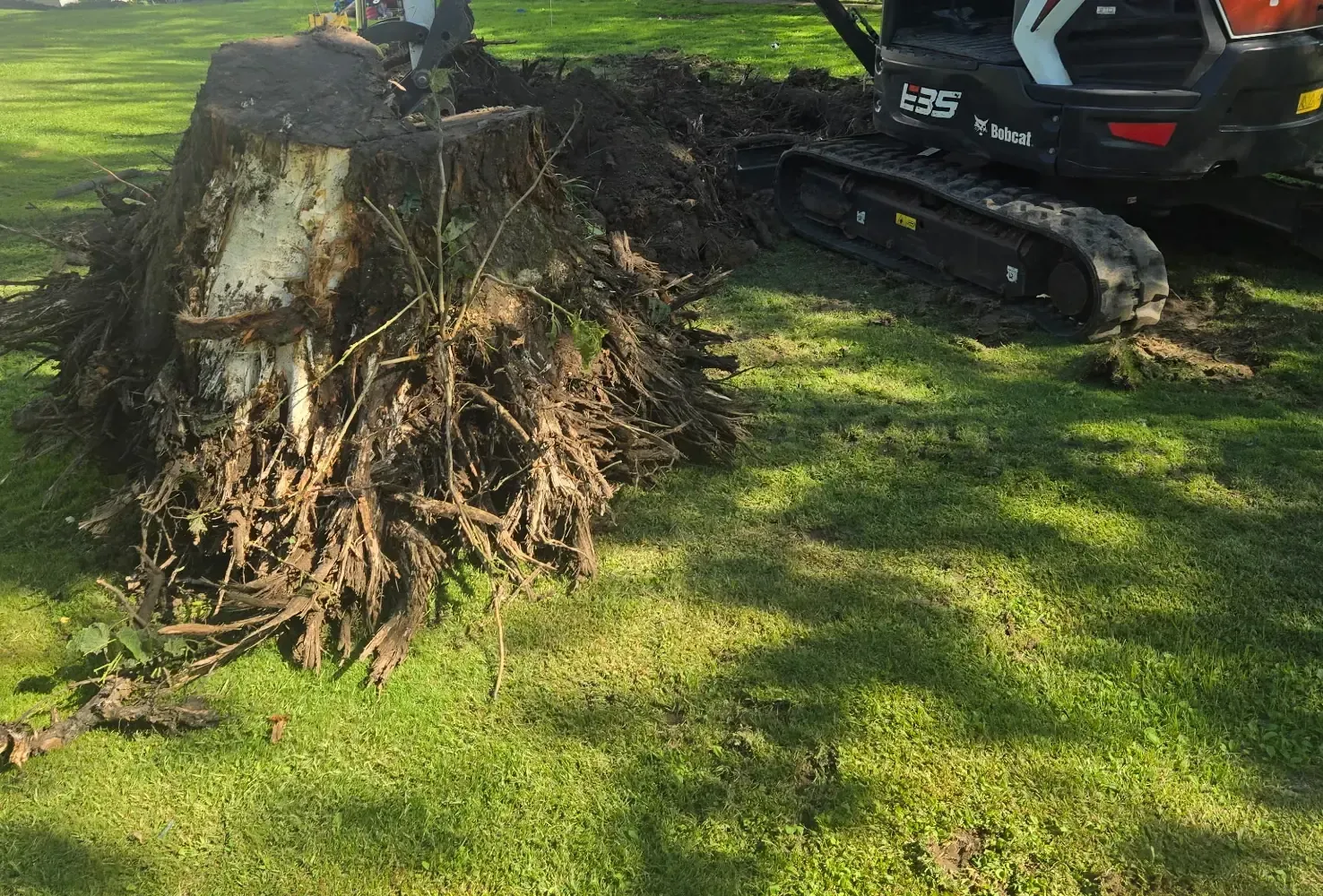 Tree stump with full root system extracted next to a mini excavator in Abbotsford, WI