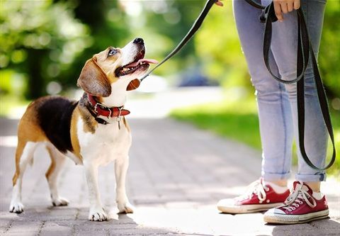 Dog Walking