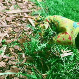 Woman Removes Weeds from Garden Bed — Louisville, KY — Perfect Cut Landscaping