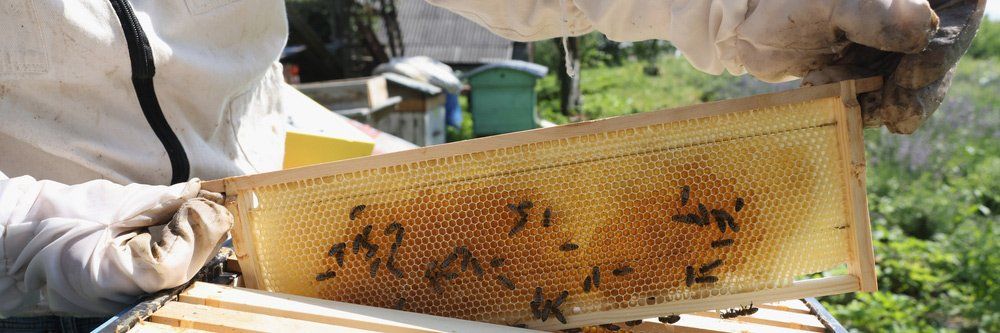 Beekeeper Removing Honey From Hive — Pet N Produce Supplies & Saddlery In Maryborough QLD