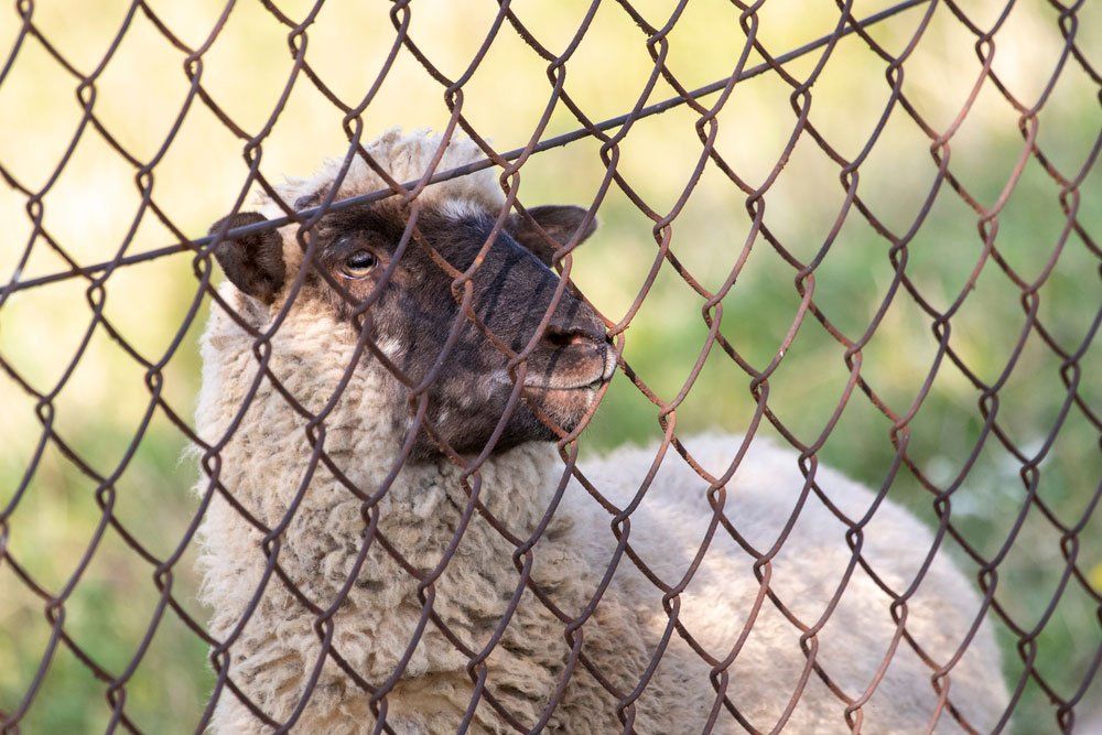 Sheep On A Farm Behind A Fence — Pet N Produce Supplies & Saddlery In Maryborough QLD