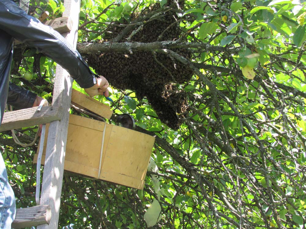 Bee Keeper Removes A Swarm Of Bees From A Tree — Pet N Produce Supplies & Saddlery In Maryborough QLD