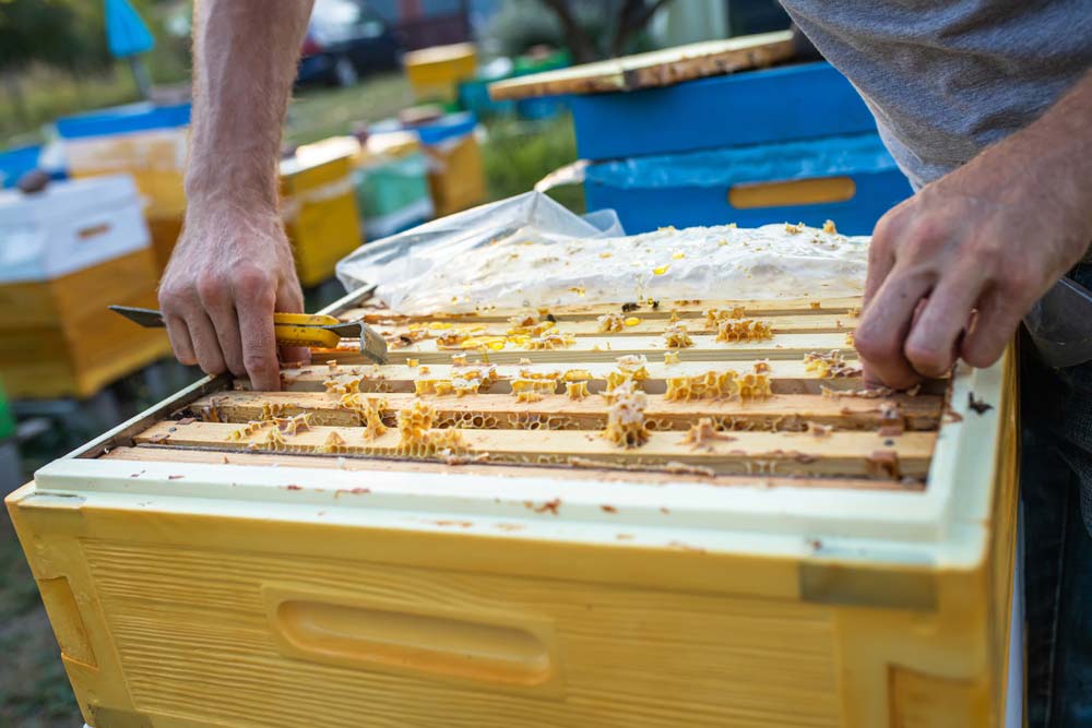 Beekeeper Checking Beehive — Pet N Produce Supplies & Saddlery In Maryborough QLD