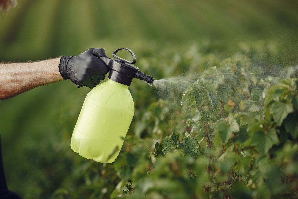 Spraying Pesticides On Veggies — Pet N Produce Supplies & Saddlery In Maryborough QLD