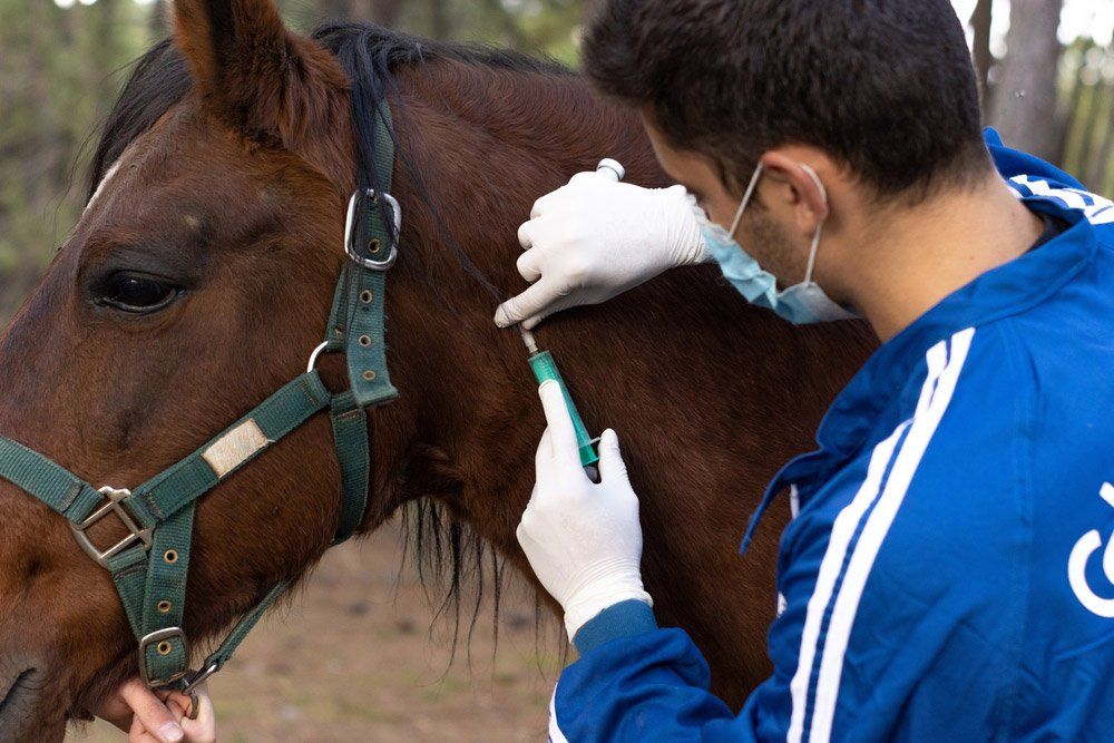 Vet Checking Horse — Pet N Produce Supplies & Saddlery In Maryborough QLD