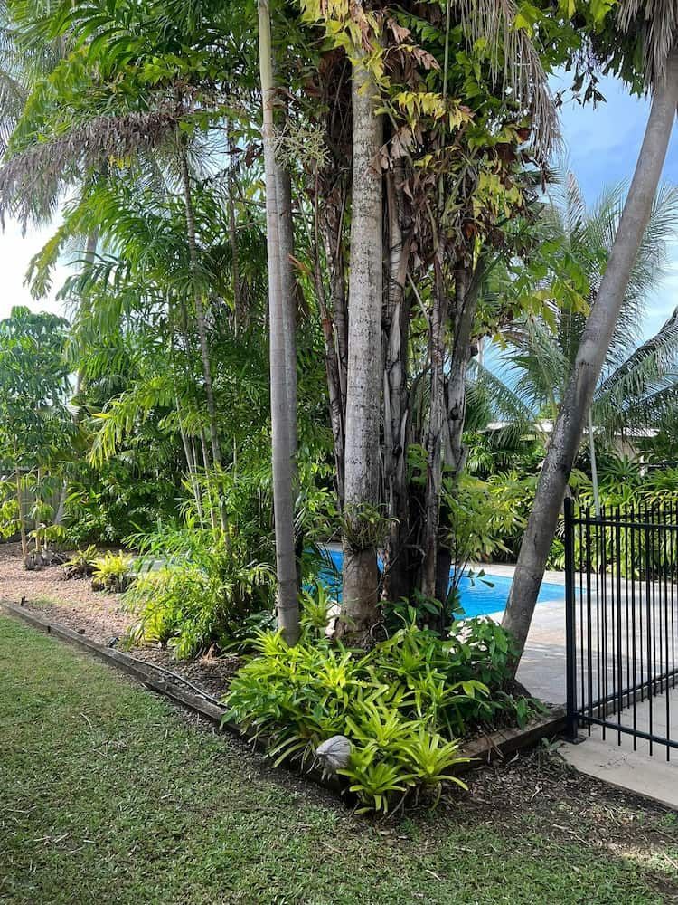 Palm Trees and Tropical Plants Beside a Pool, Bordered by a Fence and Lawn — Green Scene NT in Darwin, NT