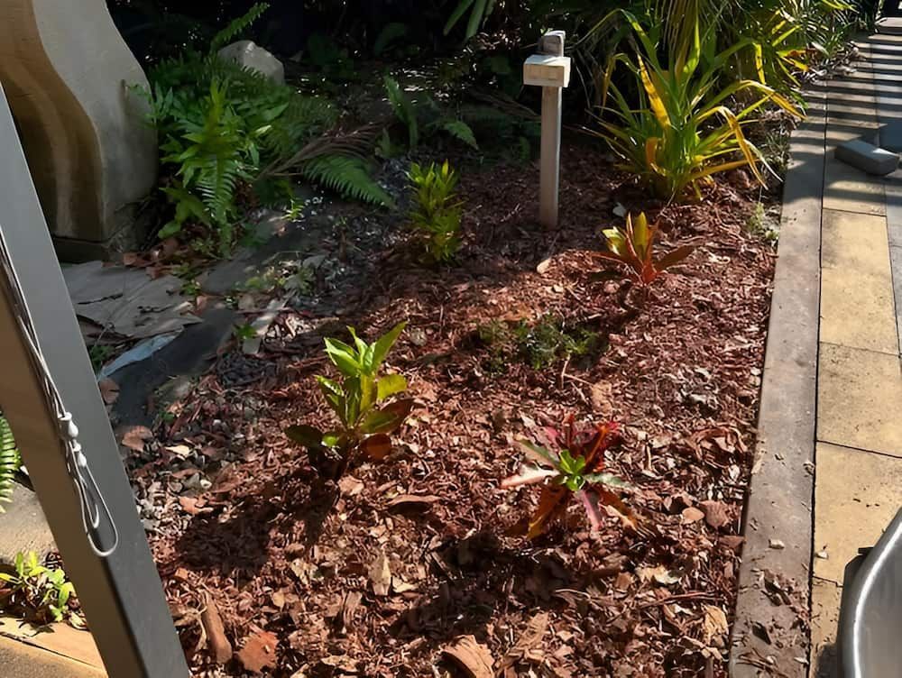 Garden Bed With Brown Mulch and Small Green and Red Plants — Green Scene NT in Darwin, NT