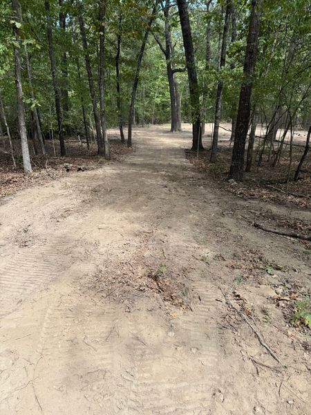 Dirt path through a forest, trees line the sides, sunny day.
