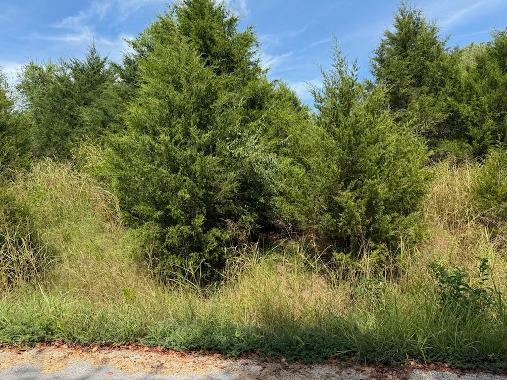 Green trees and tall grass on a hillside under a blue sky.