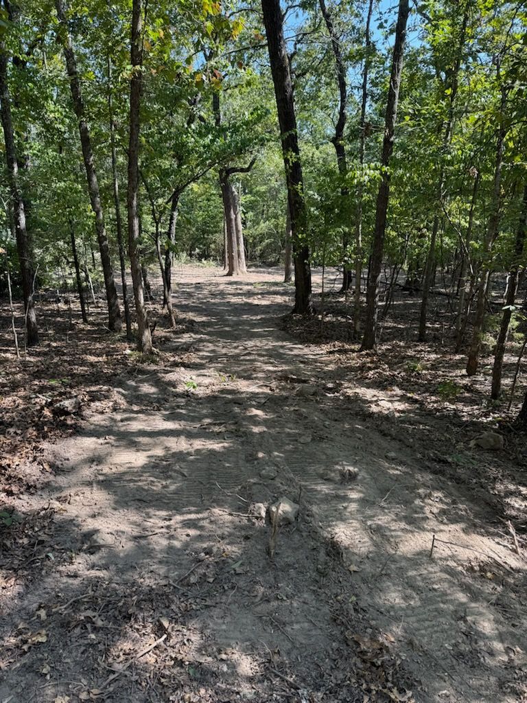 Dirt path through a sunny forest, surrounded by trees.