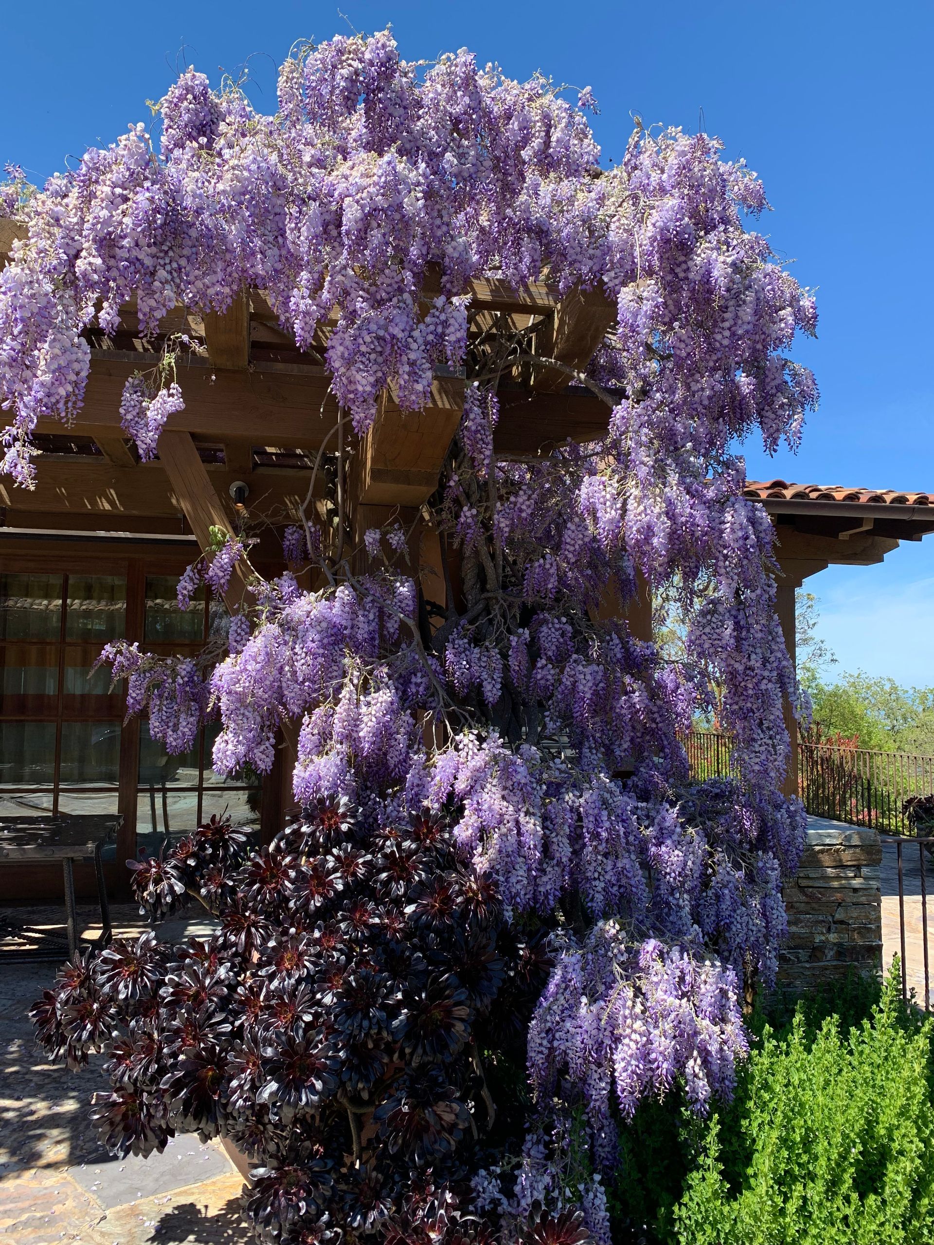 A tree with purple flowers is in front of a house.