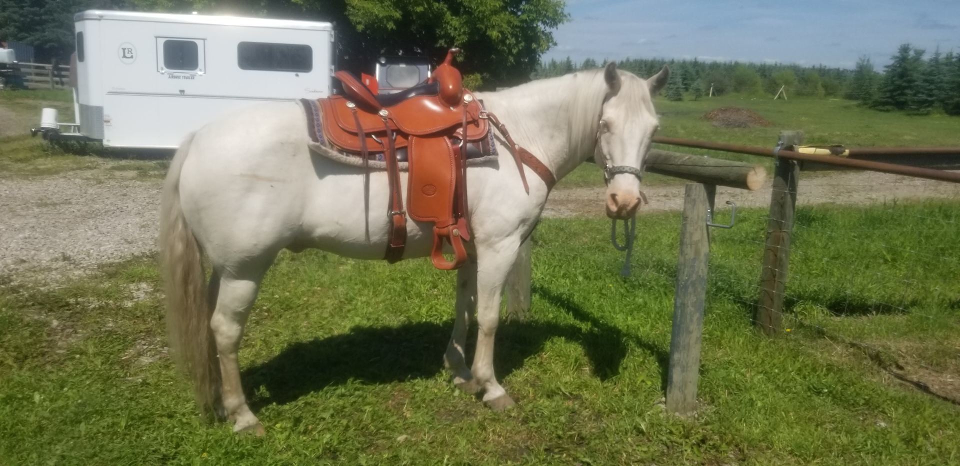 White horse with saddle standing beside a fence in a grassy field near a trailer