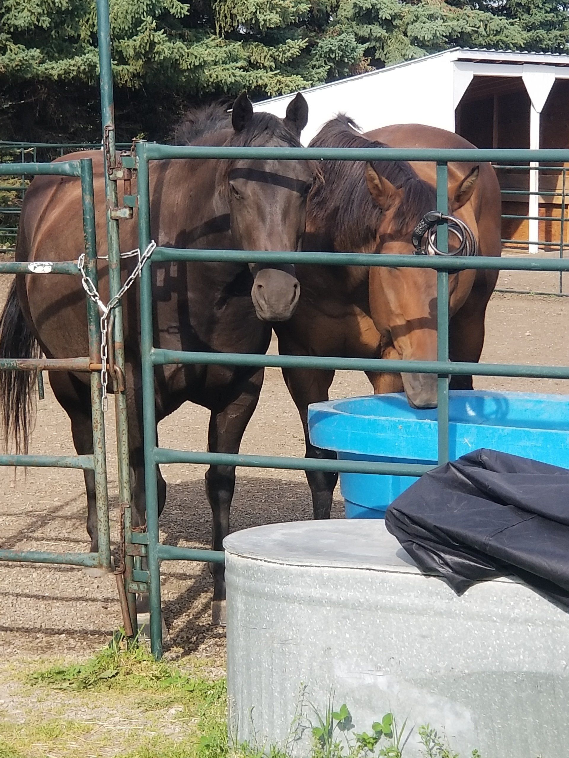 Brown horse with black mane and white blaze in a stable with sunlight.