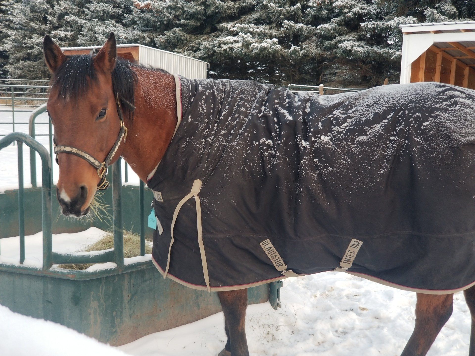 Horse wearing a blanket standing in a snowy outdoor paddock