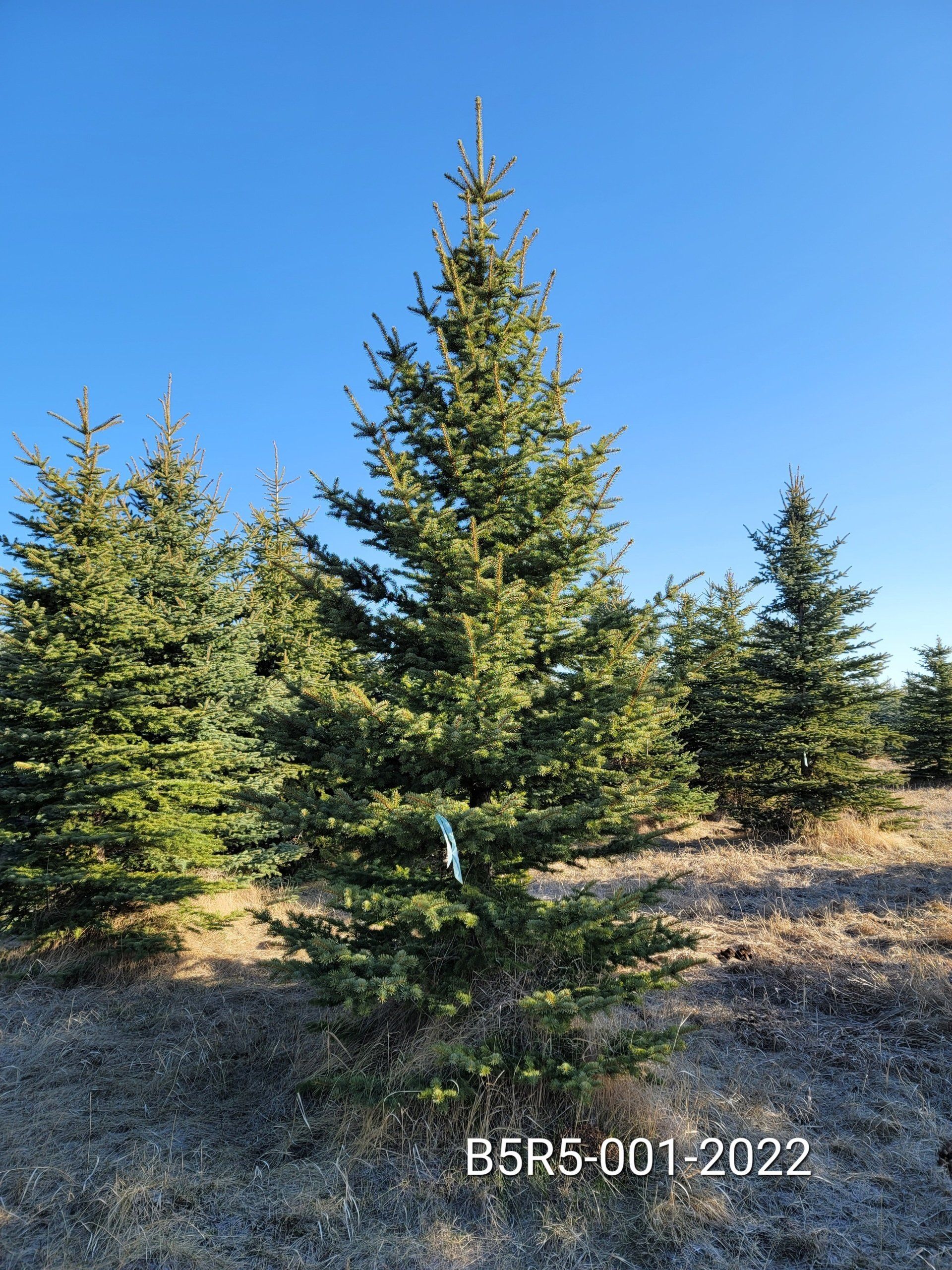 A row of christmas trees in a field with a blue sky in the background.