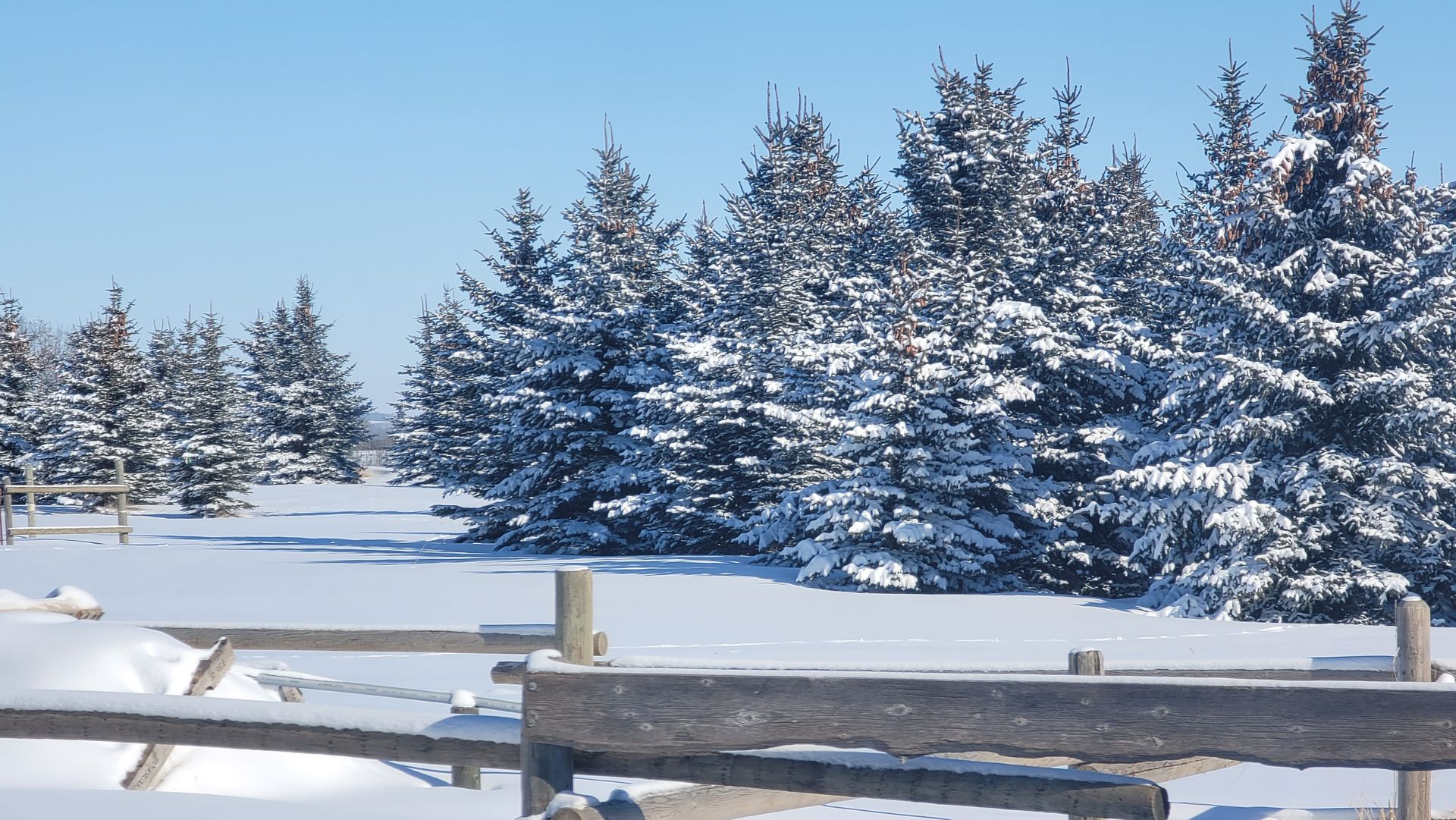 Snow-covered evergreen trees behind a wooden fence in a bright winter landscape