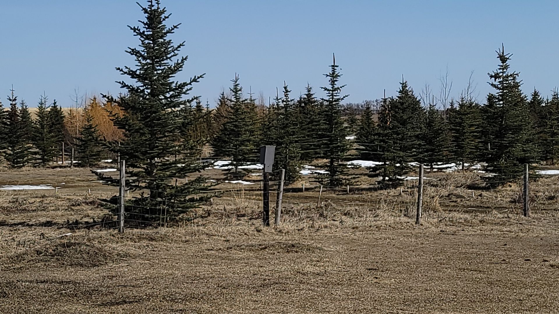 A field with a lot of trees in it
