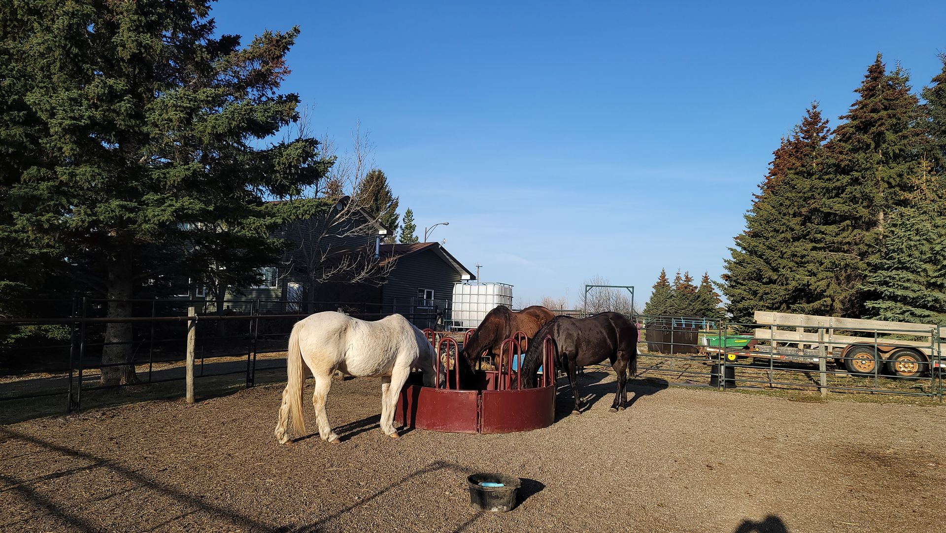A group of horses are standing around a feeder in a dirt field.