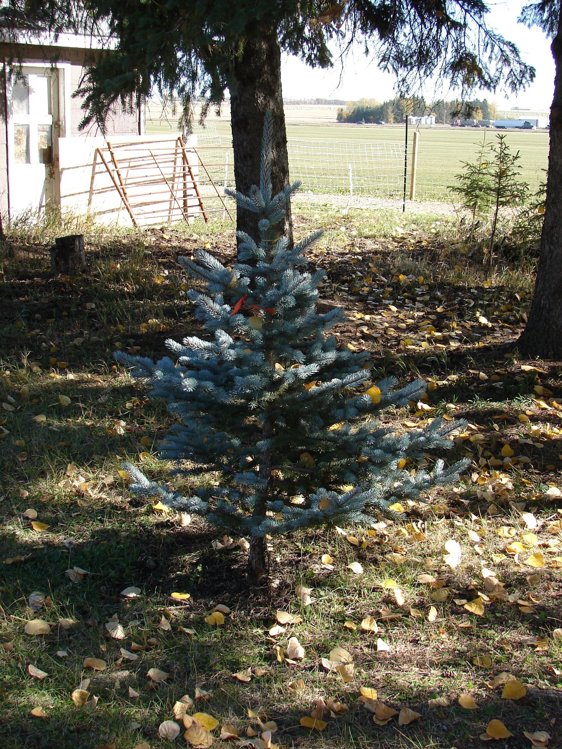 A small christmas tree in the middle of a field