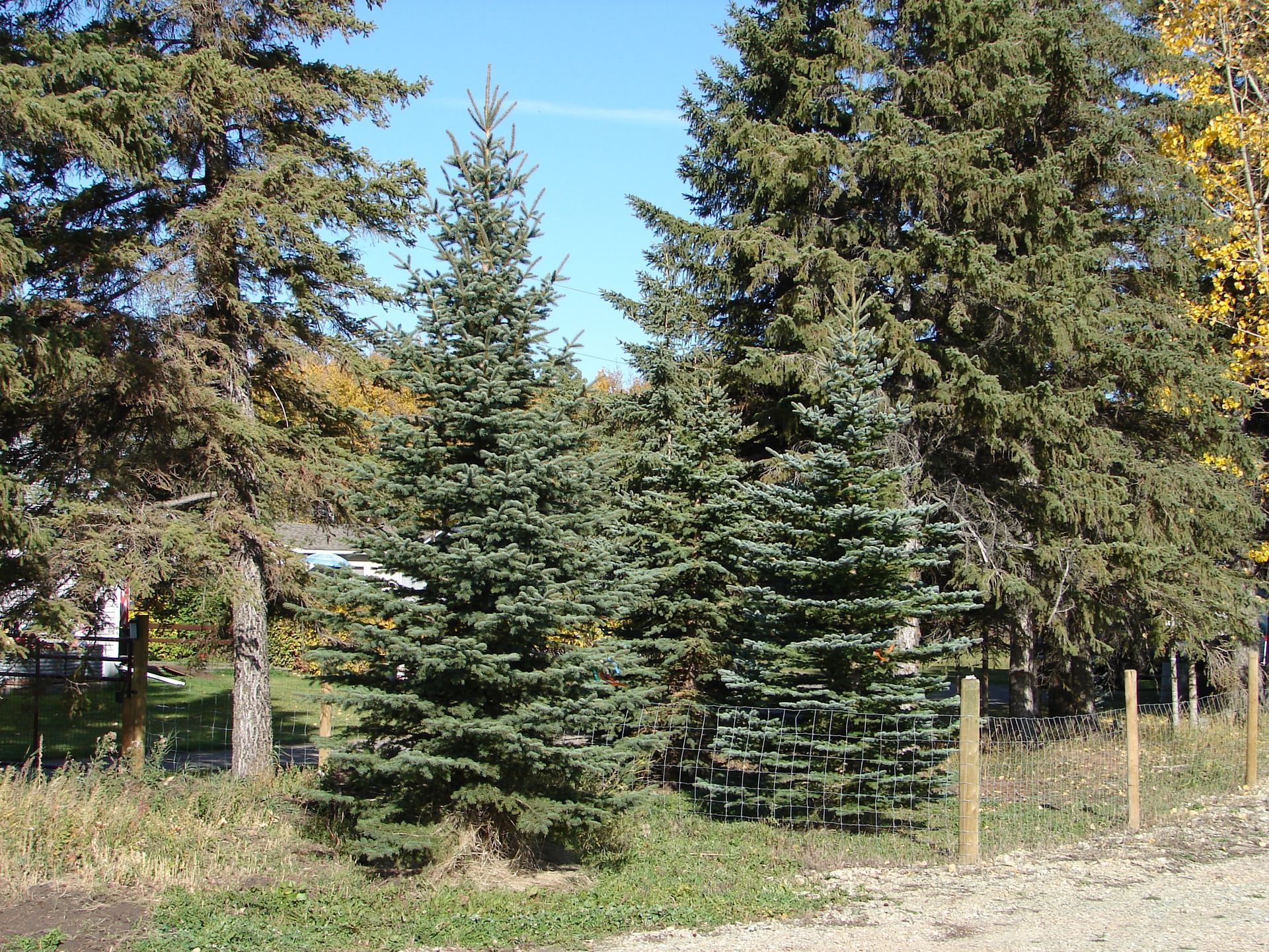 A fenced in area with lots of trees and grass