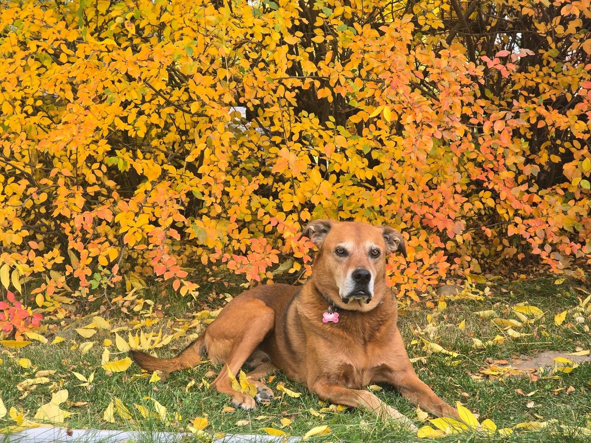 Our hearts are heavy with sorrow, but we are grateful that Red crossed over peacefully, without incident, pain, or suffering, at 2:00 p.m. on Wednesday, October 21, 2026, after a routine morning and breakfast. Red crossed over while sunning and napping in Paddock 2, as Lanny and I worked nearby. We believe the universe, Mother Earth, and Nature opened their arms to receive Red’s spirit, and that a new star was born in the heavens.