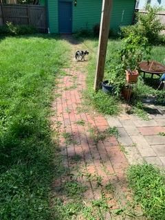 A brick path leads to a green shed. A dog stands on the path in a grassy backyard.