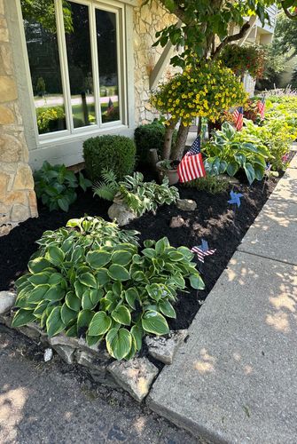 Flower bed with hostas, boxwood, and American flags next to a paved walkway and a stone house.