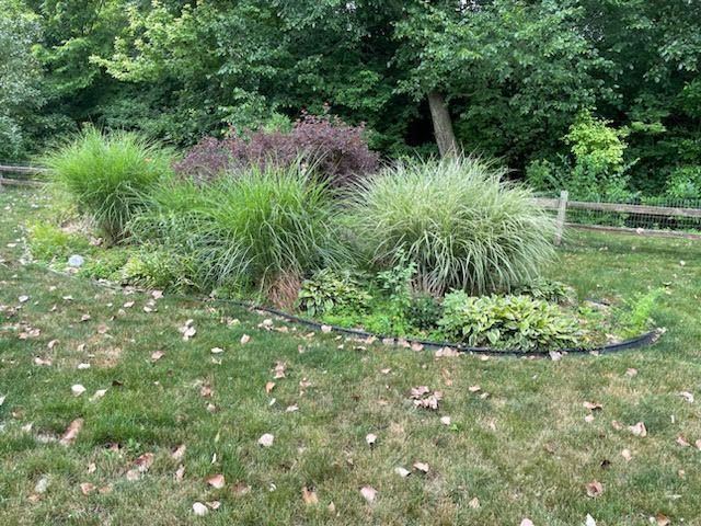 A garden bed with ornamental grasses and bushes surrounded by grass in a yard with a wooden fence.